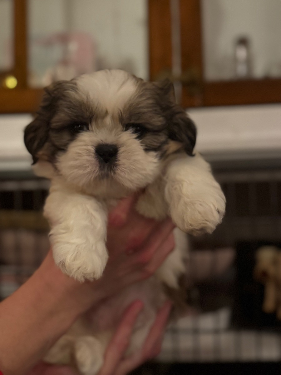 Shih Tzu