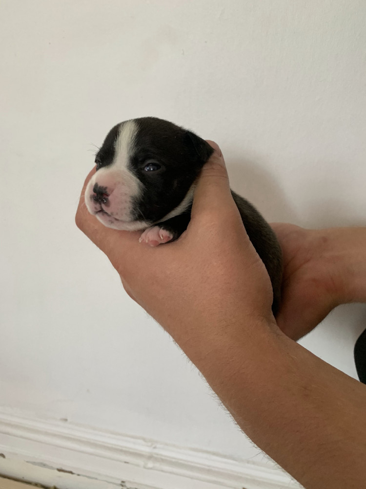 Staffordshire Bull Terrier