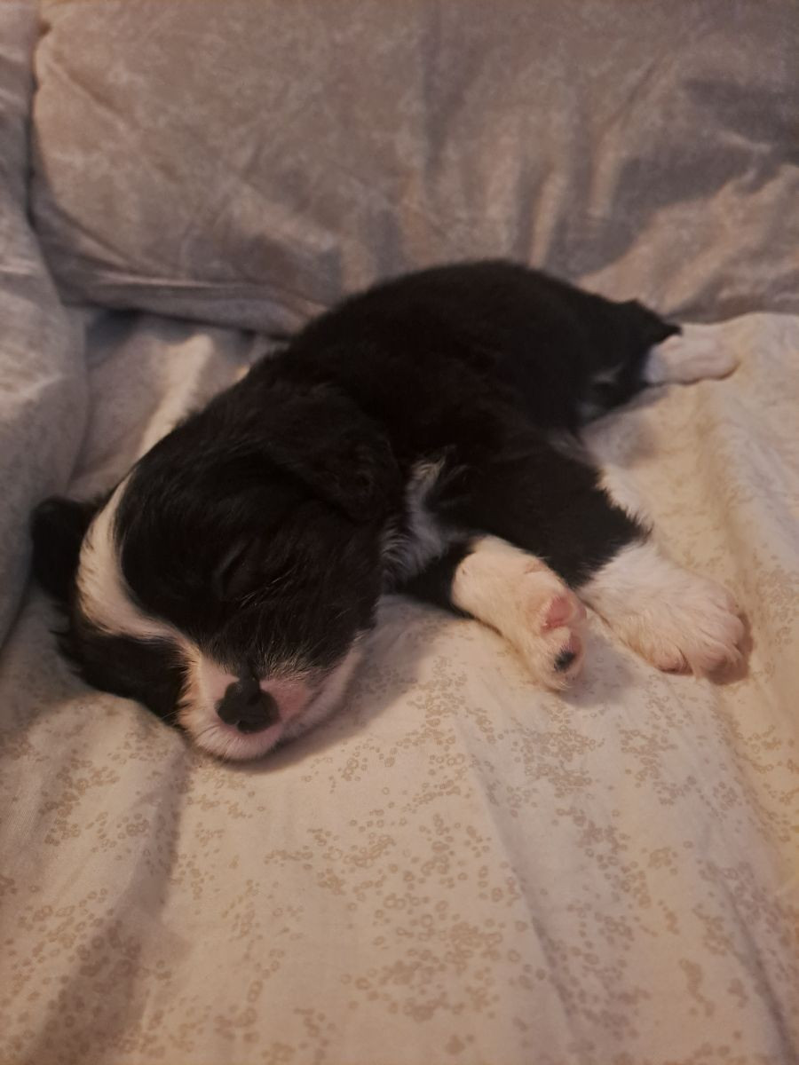 Maltipoo