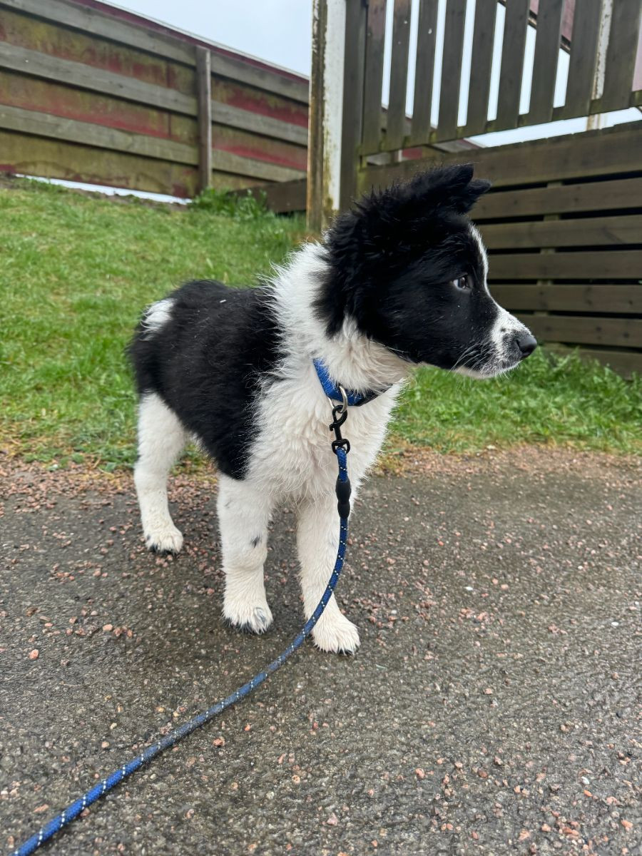 Border collie