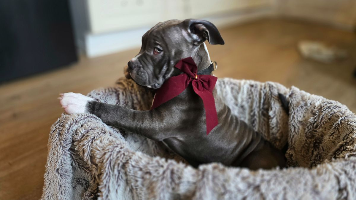 American Bully · 2025-09-09 · Värnamo · Stephanie T.