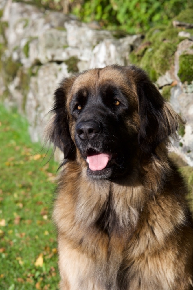 Järplidens Kennel
