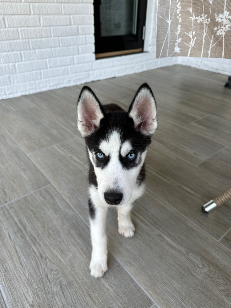 Rocky