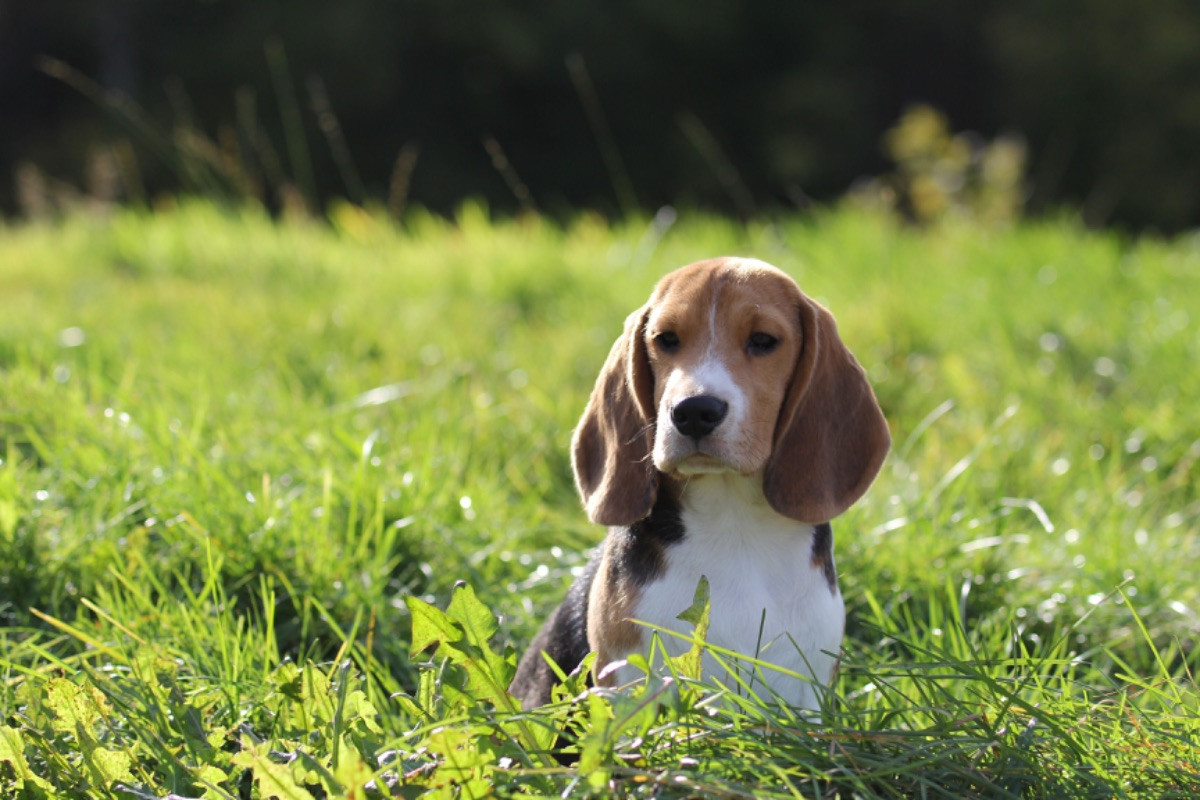 Beagle