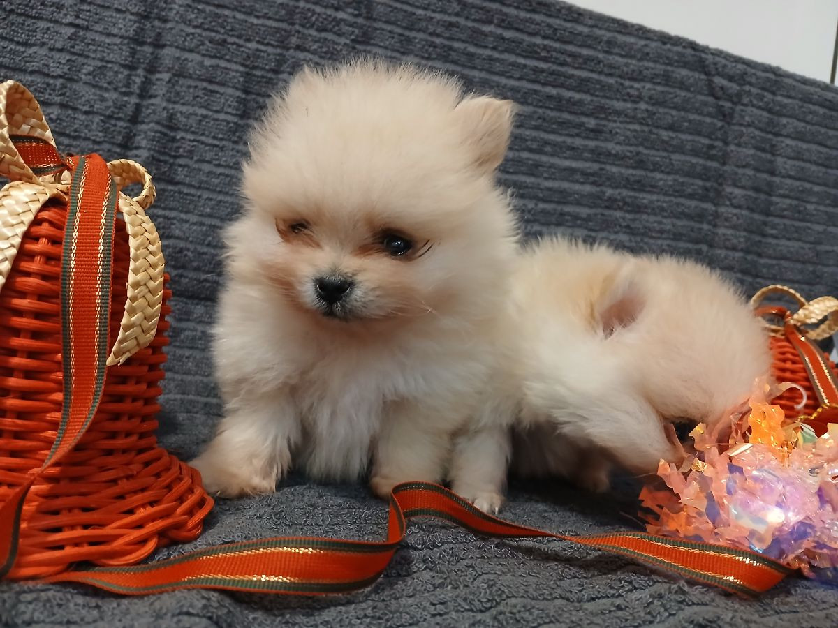 Pomeranian · 2025-10-15 · Kramfors · Almira R.