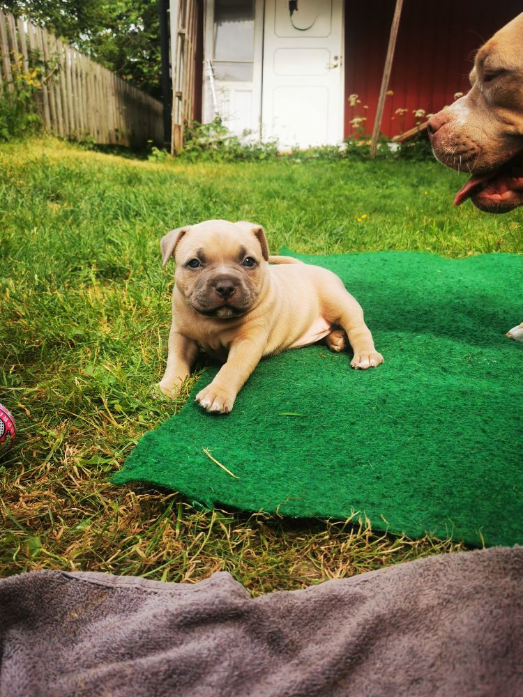 Redhouse Bully