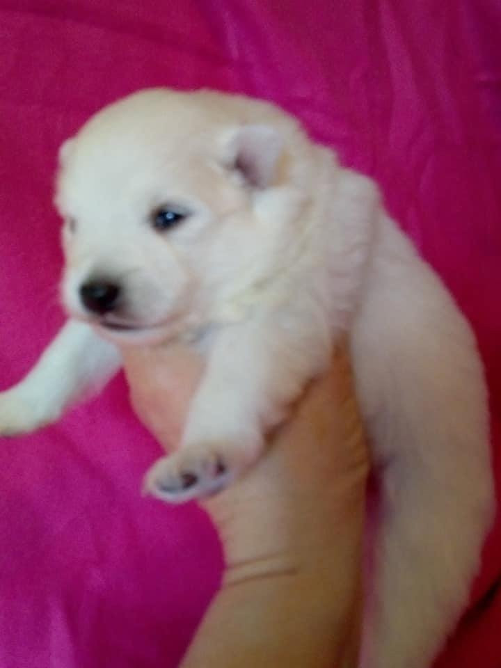 Kennel Alegros
