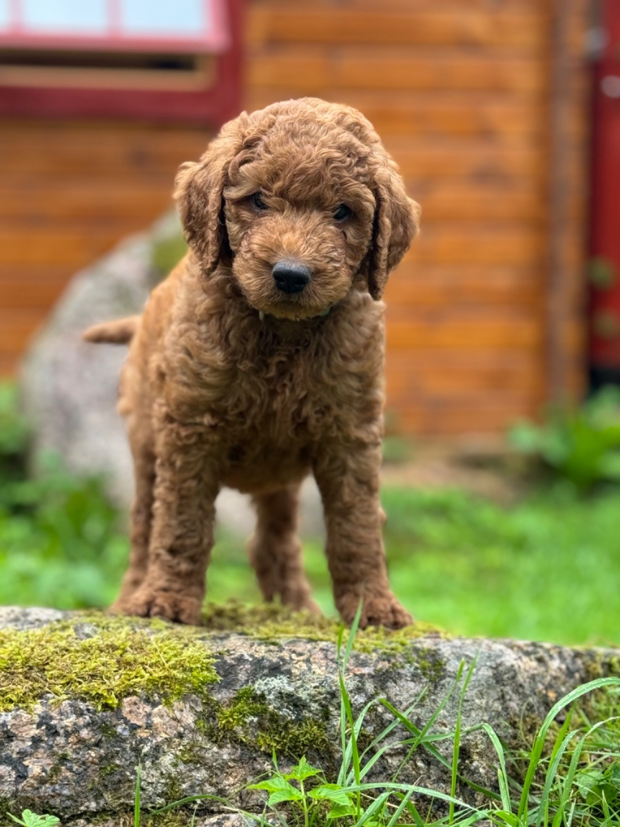 Isadoras Pudel och Cockerpoo