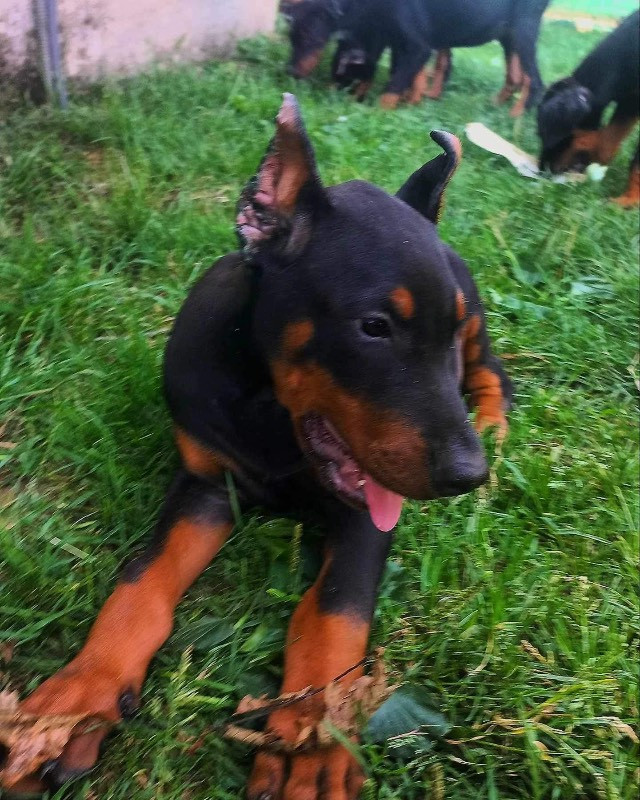 Dobermann