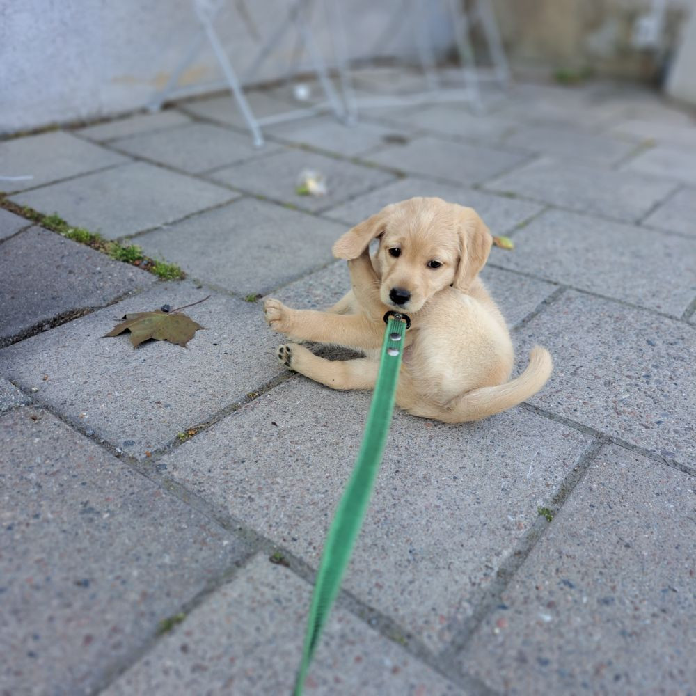 Australian Labradoodle