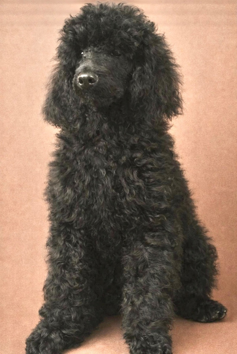 Standard Poodle