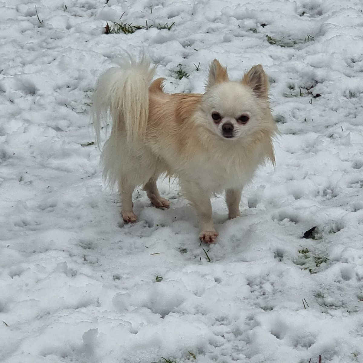 Chihuahua
