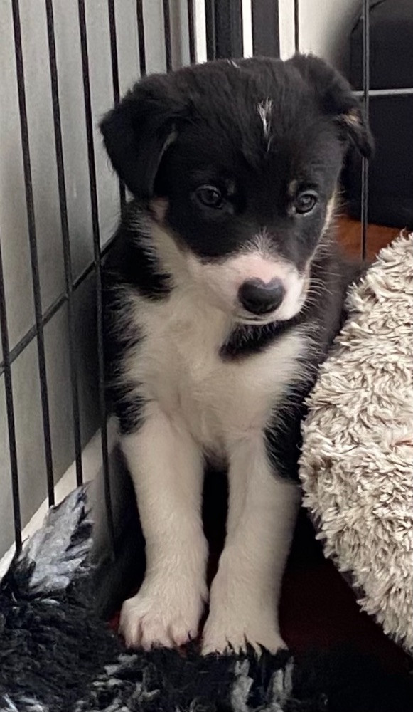 Border collie