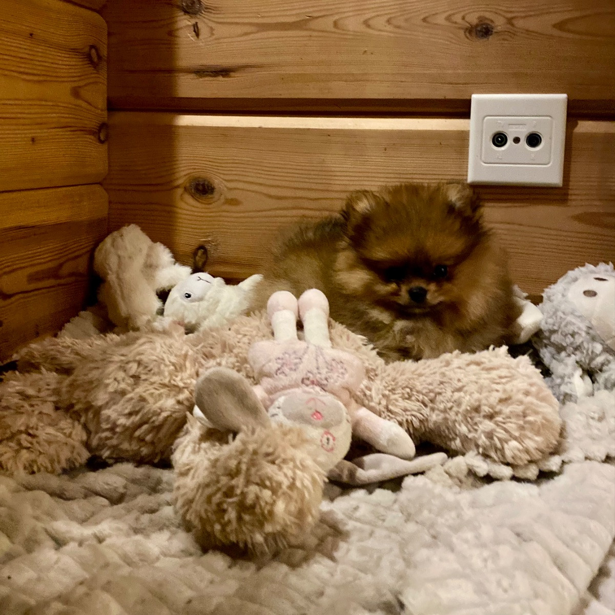 Tiddly Dream's