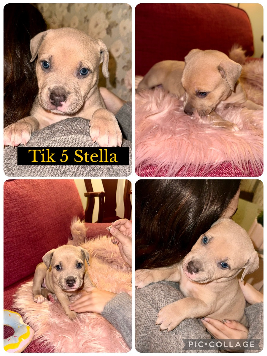 Amstaff BullyXL · 2025-11-27 · Stallarholmen · Anna E.