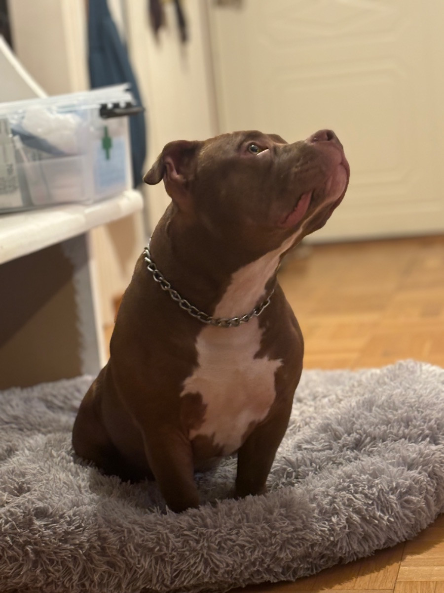 Rosa’s kennel