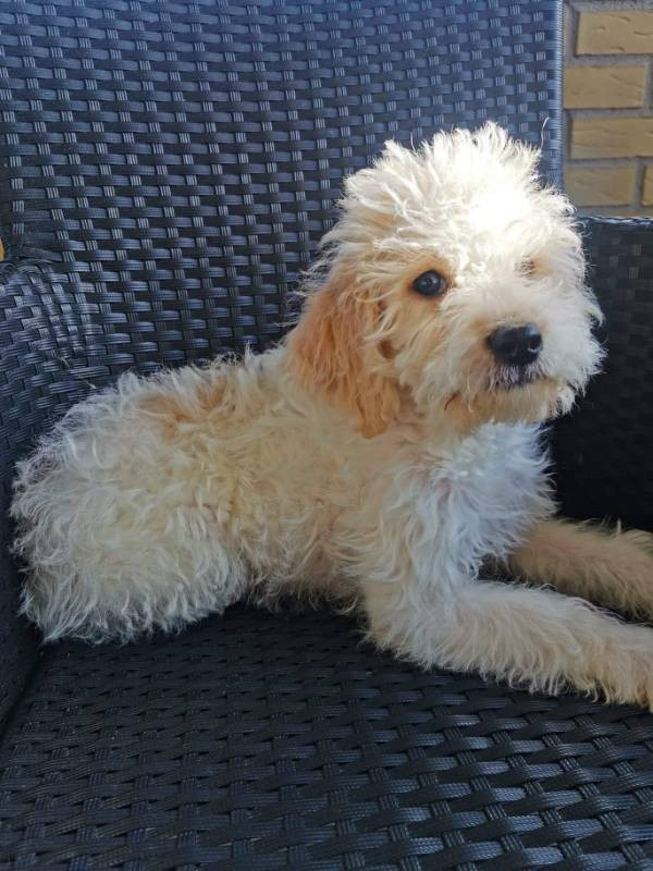 labradoodel