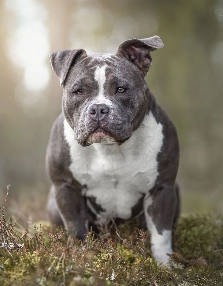 Redhouse Bully