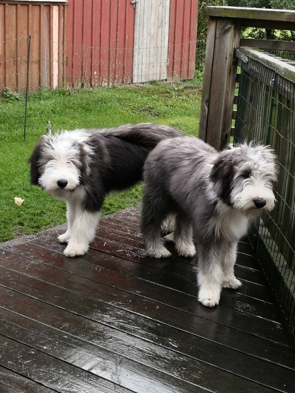 Bearded Collie