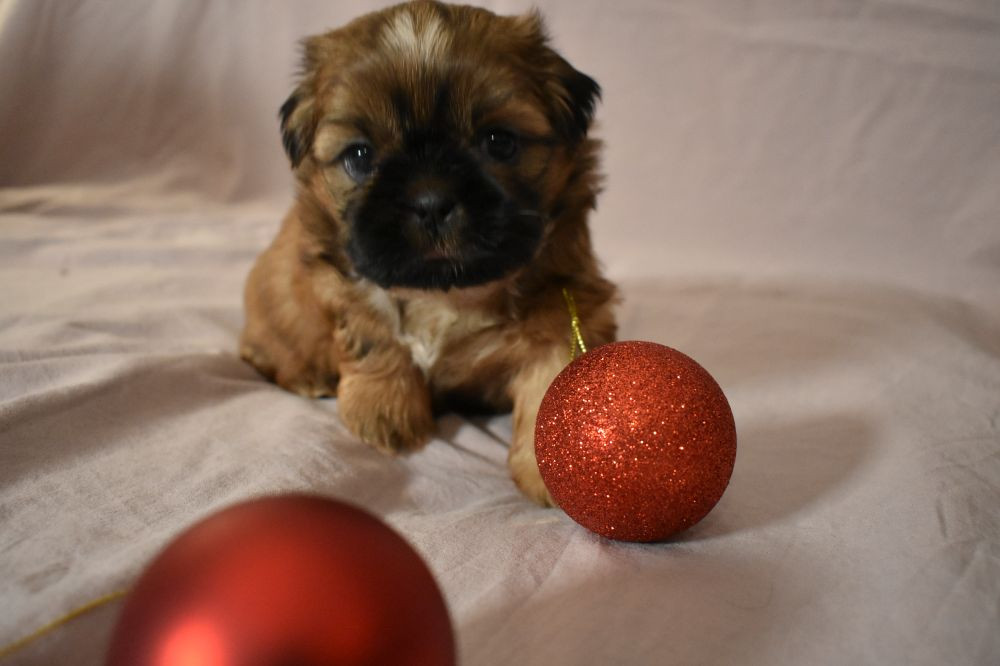 The merry shih-tzu family