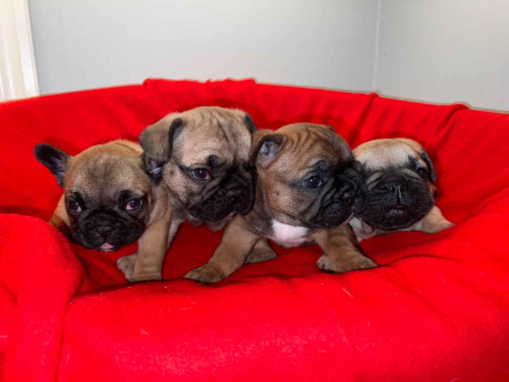 French Bulldog