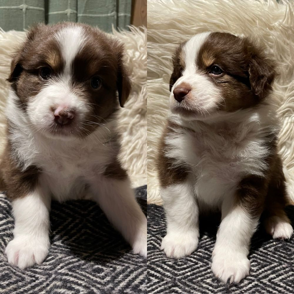 Meldans Aussie