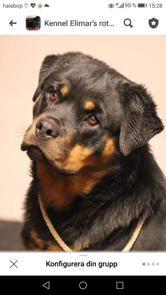 Rottweiler