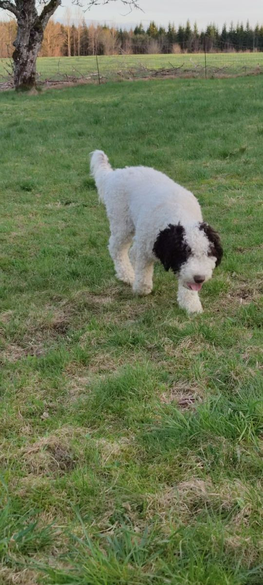 Spanish Water Dog (Perro de Agua Espanol)