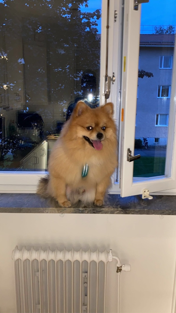 Pomeranian · 2023-01-23 · örebro · Melisa A.