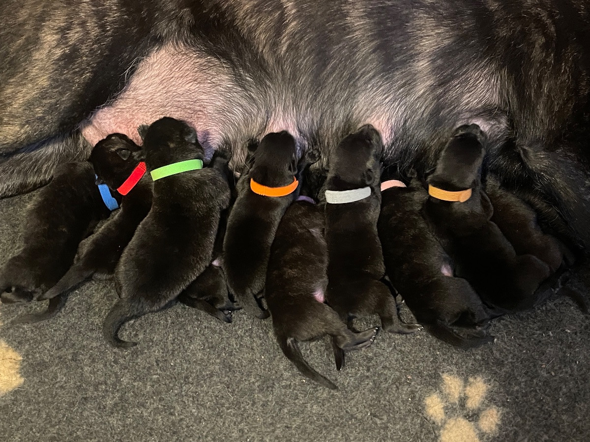 Dutch Shepherd (Hollandse Herder)