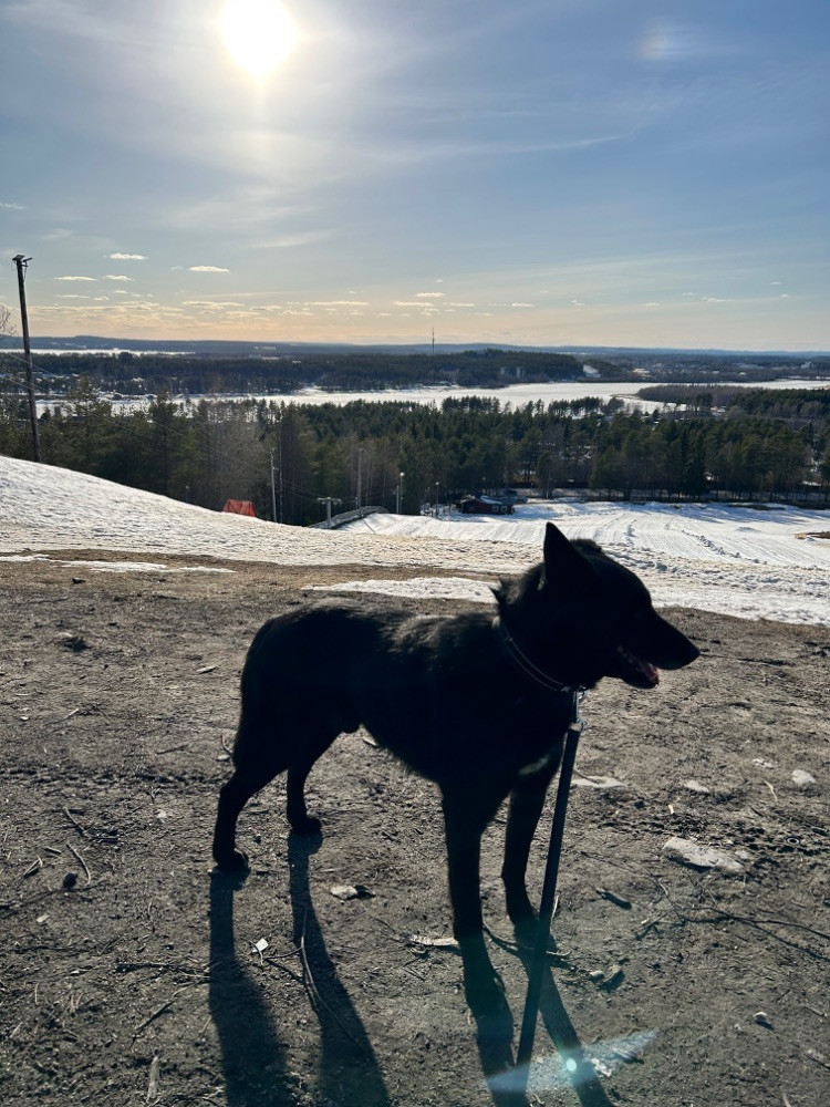 Alaskan Husky