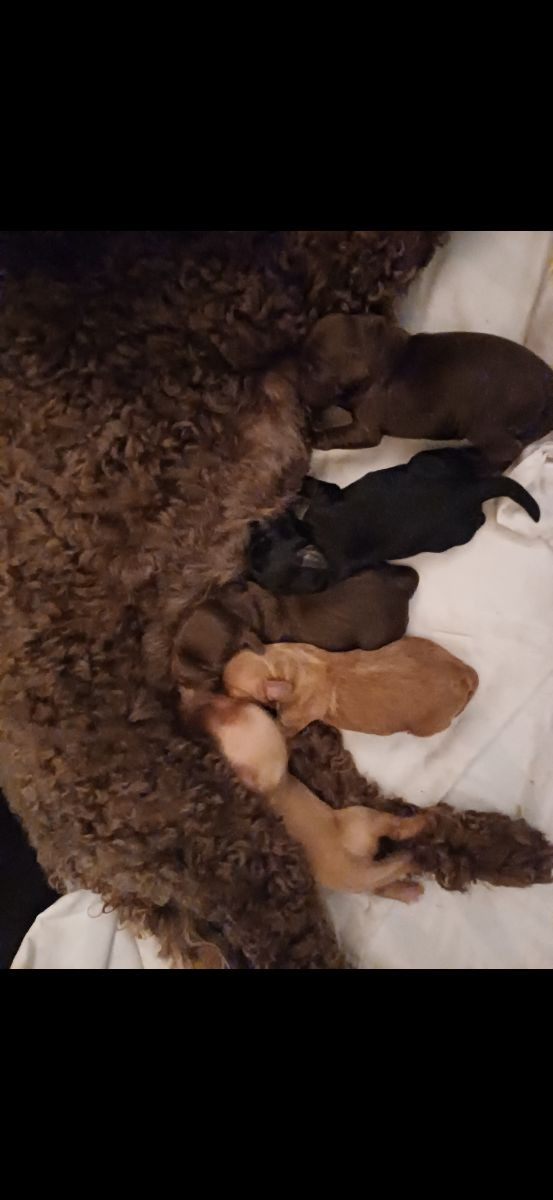 Australian labradoodle