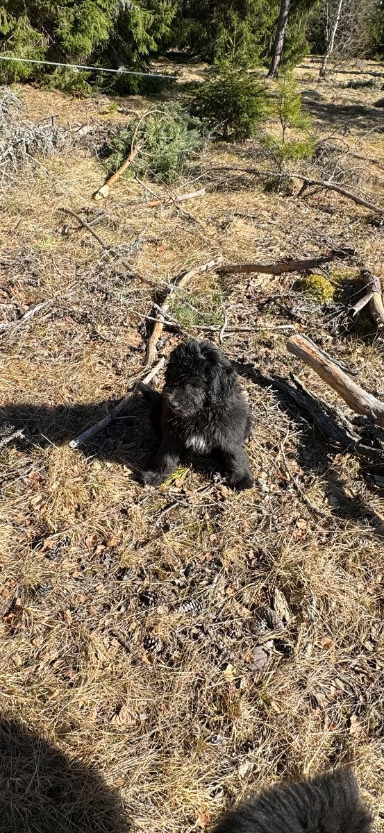 Isadoras Pudel och Cockerpoo