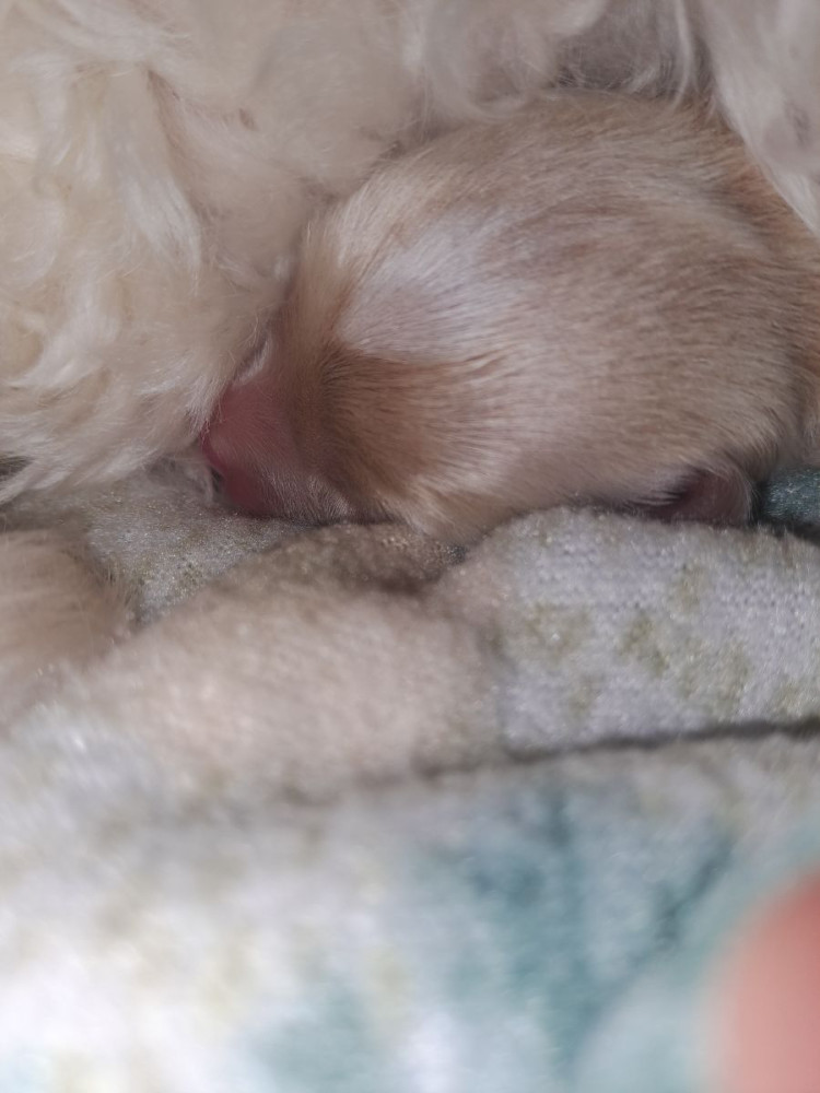 Maltipoo