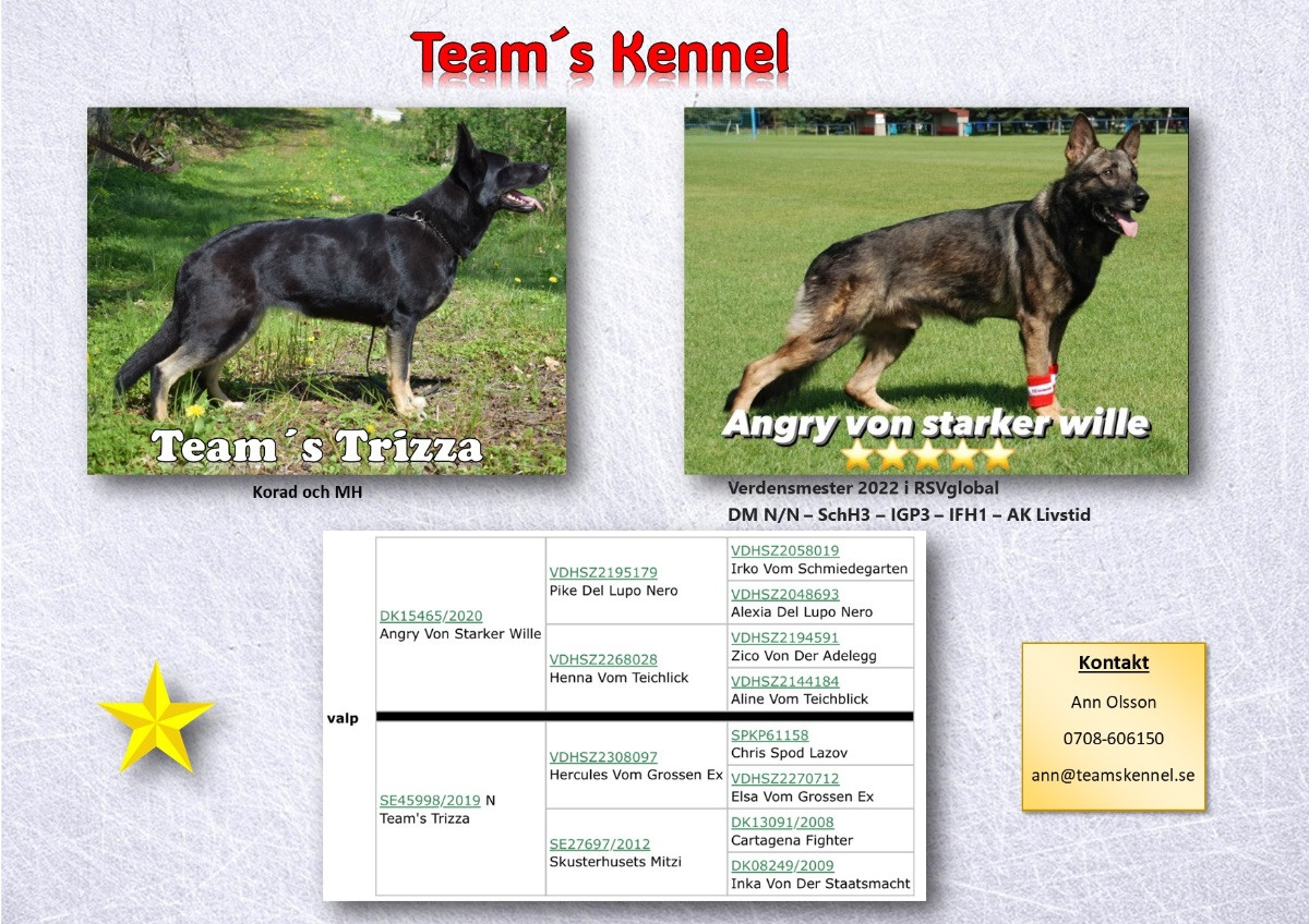 German Shepherd Dog