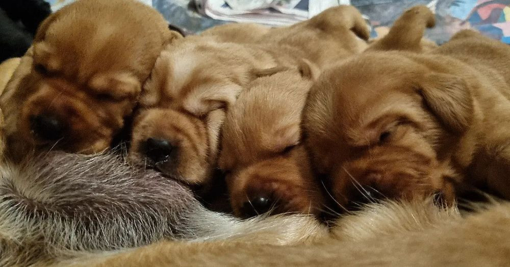 Labrador Retriever