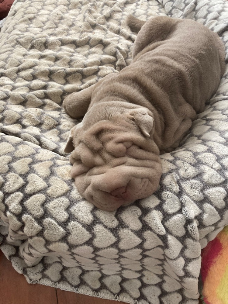 Shar Pei