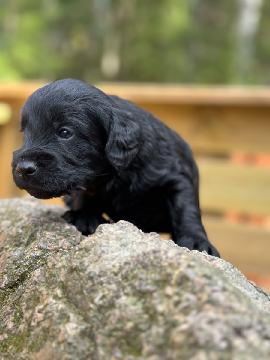 Isadoras Pudel och Cockerpoo