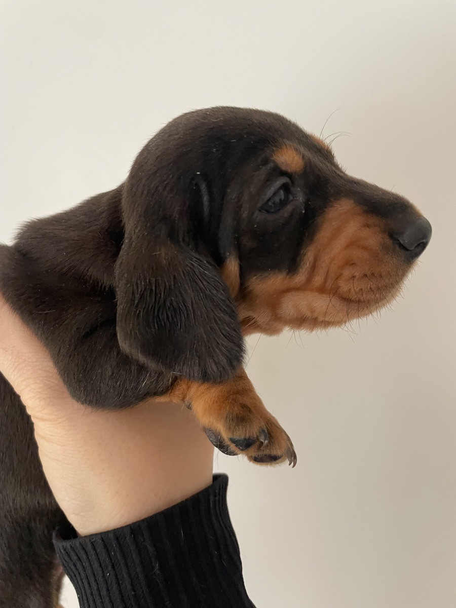 Dachshund