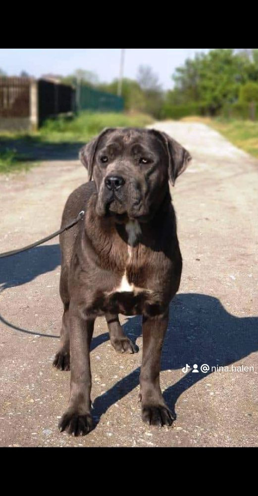 Cane corso