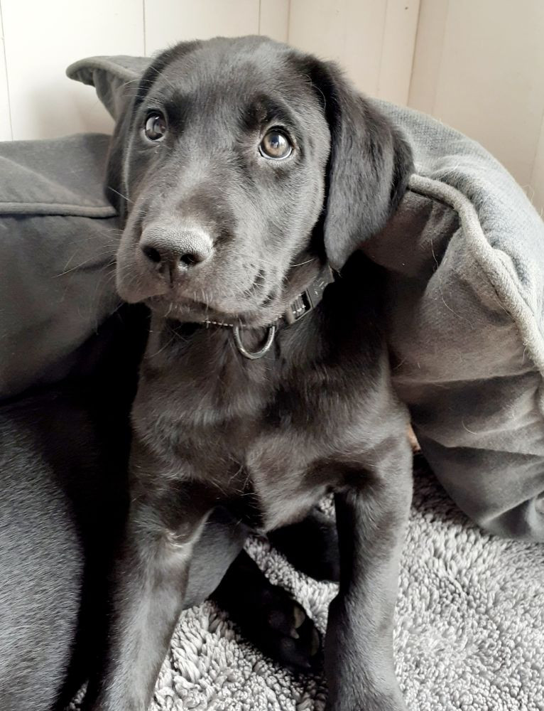 Mitzys retrivers
