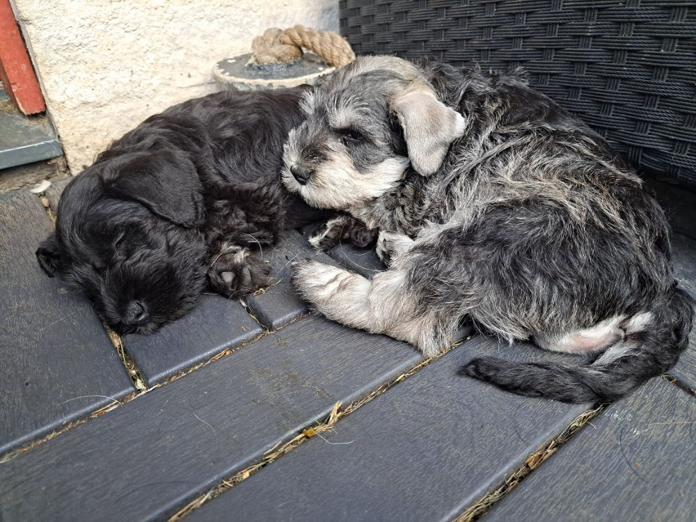 Miniature Schnauzer