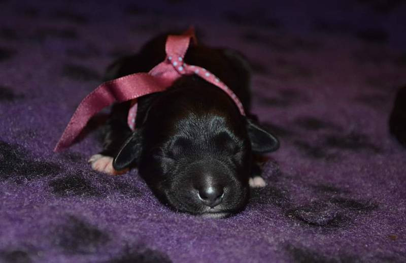 Portuguese Water Dog