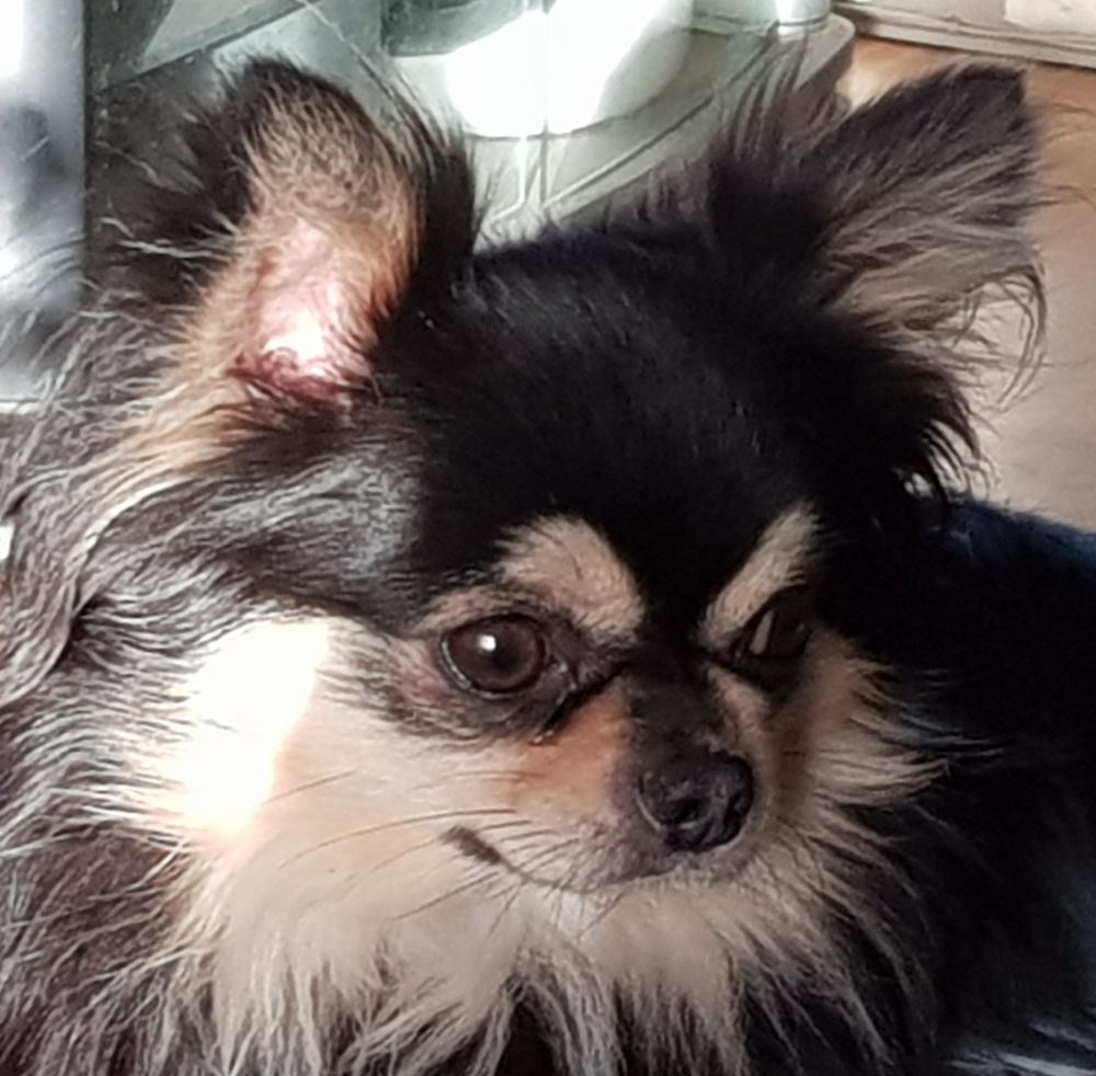 Chihuahua
