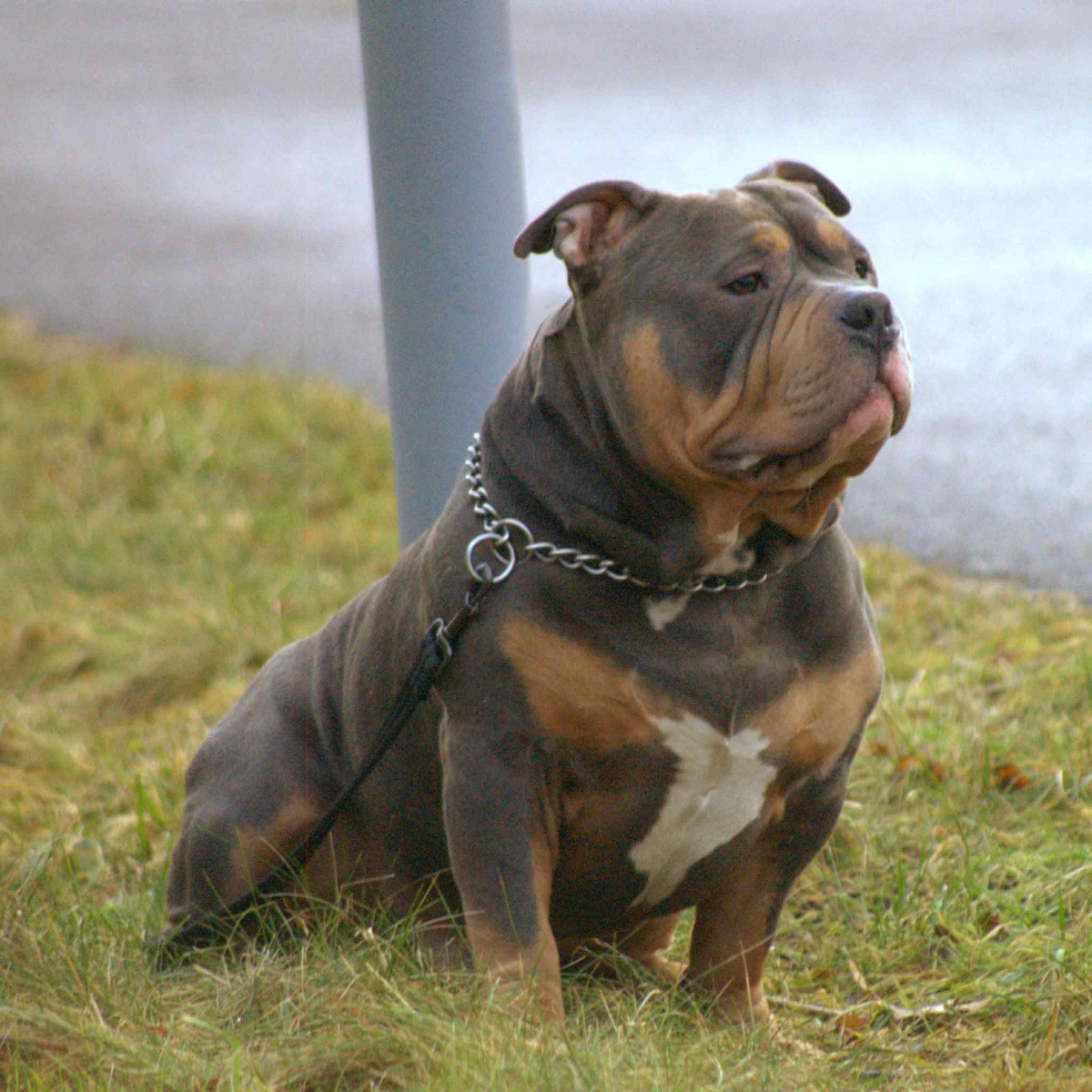 American Bully · 2026-01-14 · Karlstad · Zusanna D.