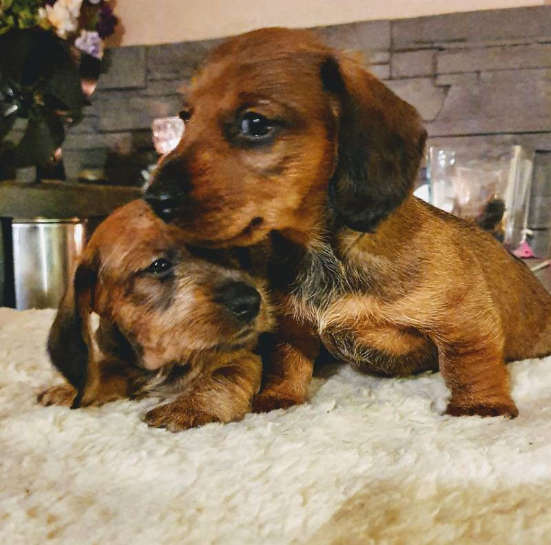 Dachshund