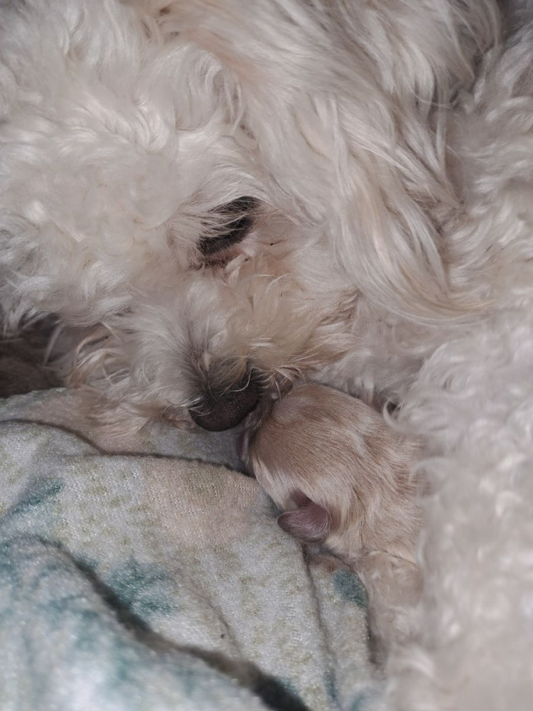 Maltipoo