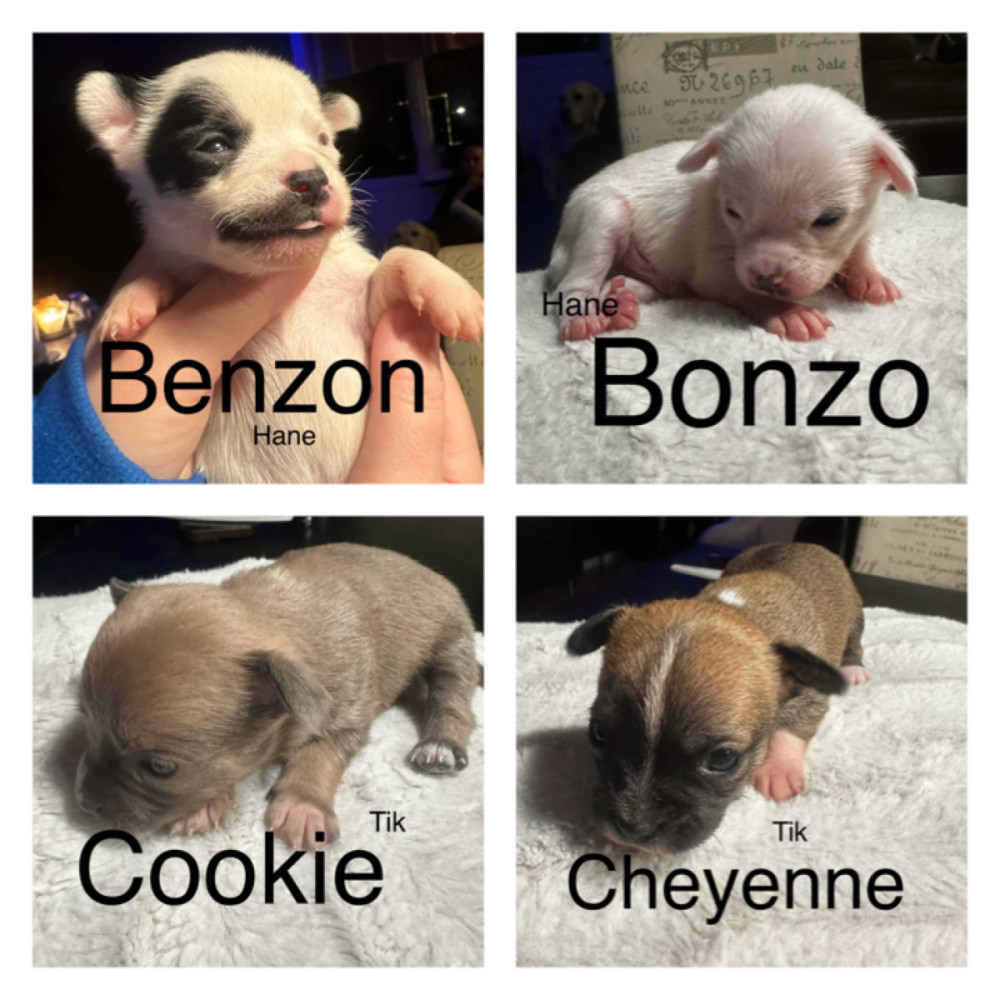 Yorkshire terrier, Jack Russel, Pomeranian, Papillon, Chihuahua, Tibetansk terrier.