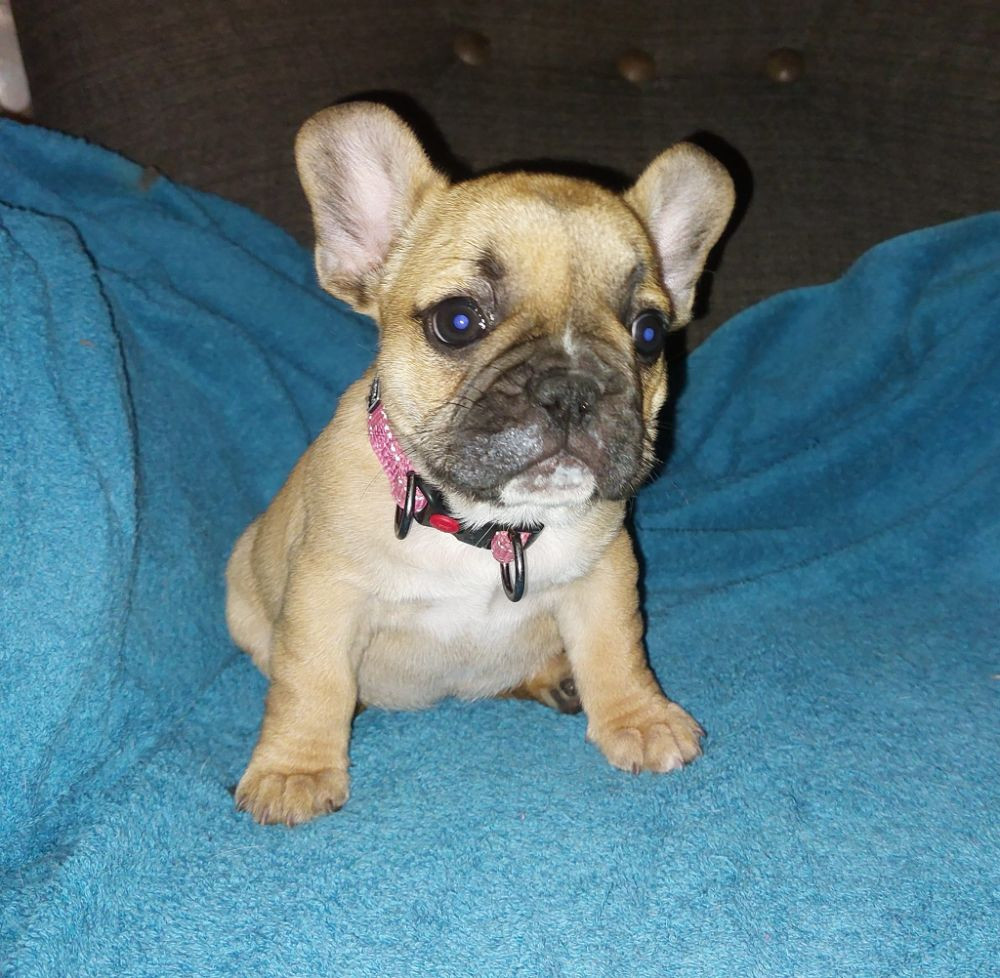 French Bulldog