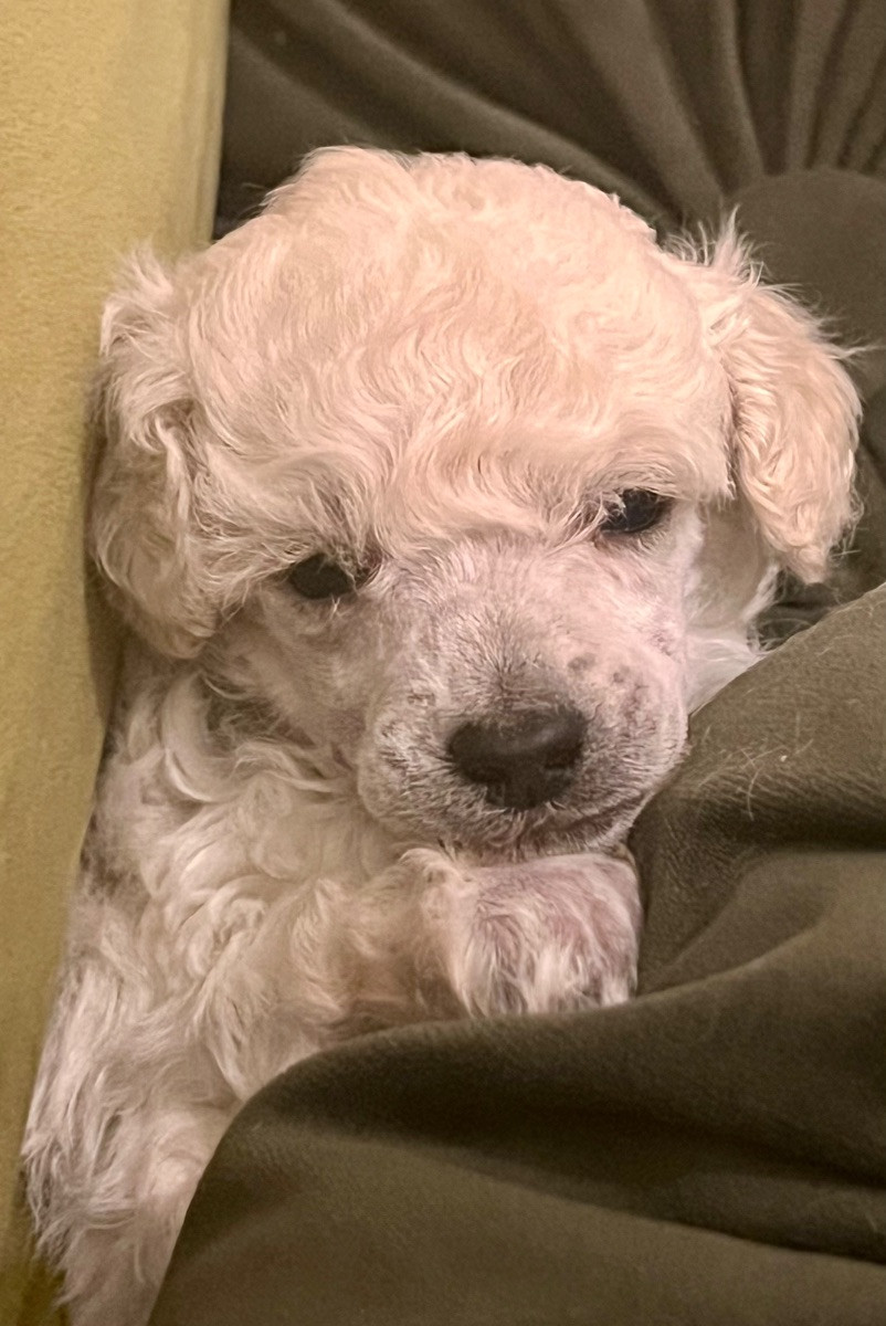 Miniature Poodle · 2025-10-19 · Tyresö · Anuradha's